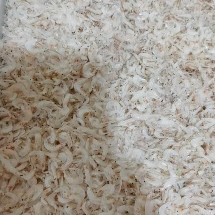 新鲜淡干小虾米 海产干货500g