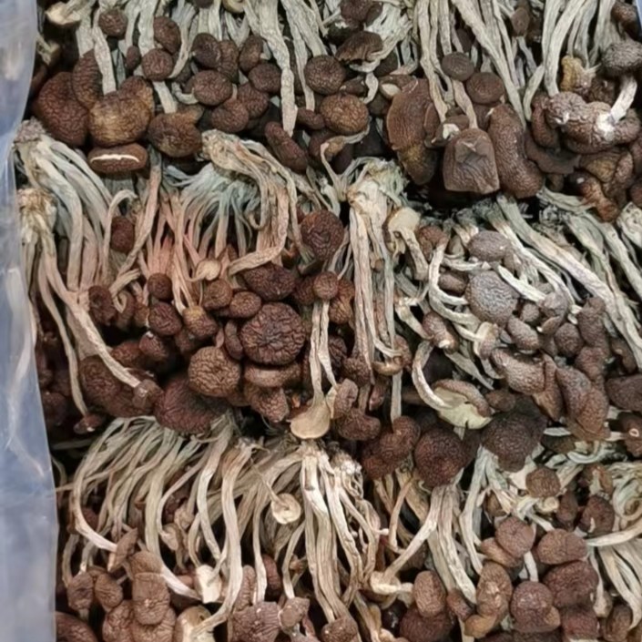 双十一活动价 茶树菇干货 250克起拍