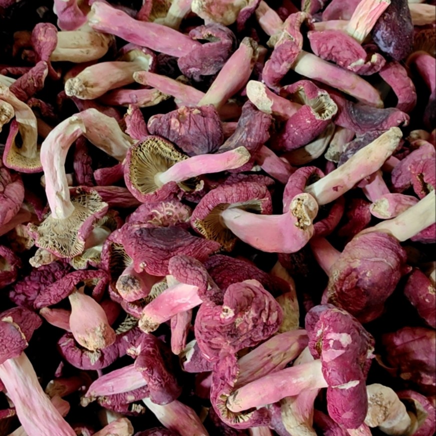 红菇500G牛肝菌干货晒干广西浪水红菇红菇干货500g正宗特级250g