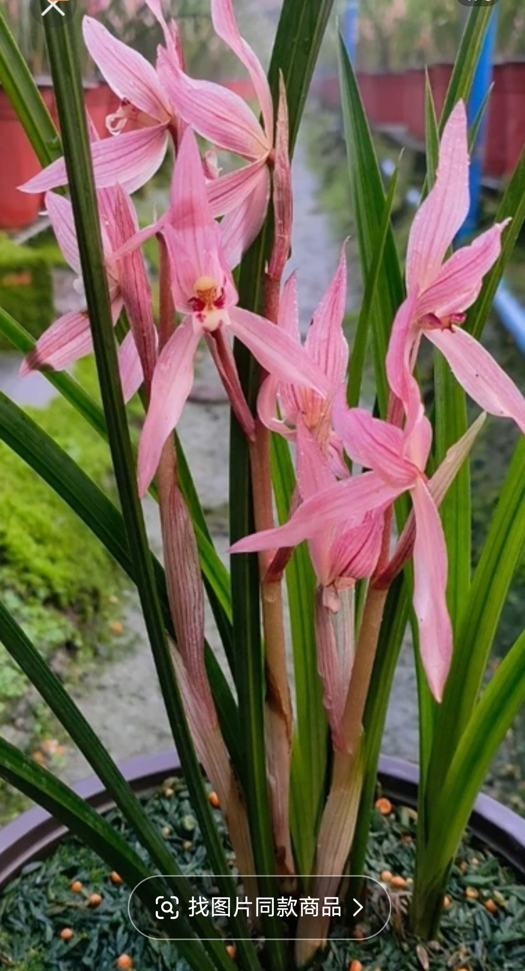 春建花型优雅花色艳丽