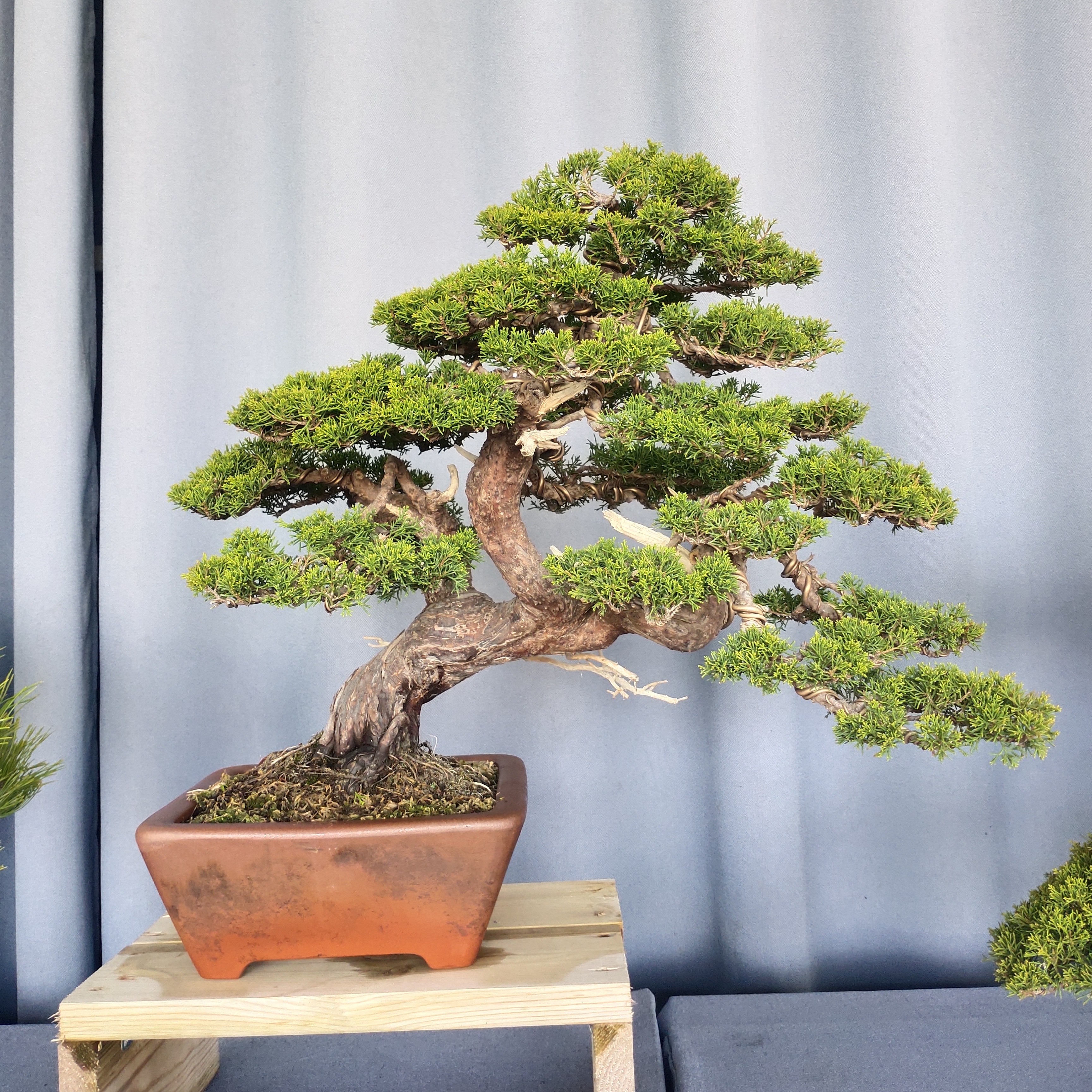 高端老桩四季常青大型大型阳台绿植盆景迎客松盆景植物室内盆栽