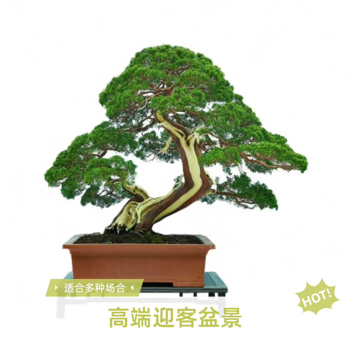 迎客榆树红芽高端松柏茶桌大型罗汉松迎客松石楠花真正迎客松树