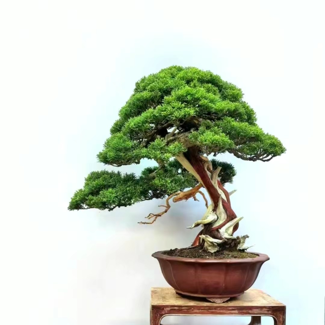 植物高端红芽珍珠精品办公室盆栽阳台迎客松迎客松庭院招财树盆栽