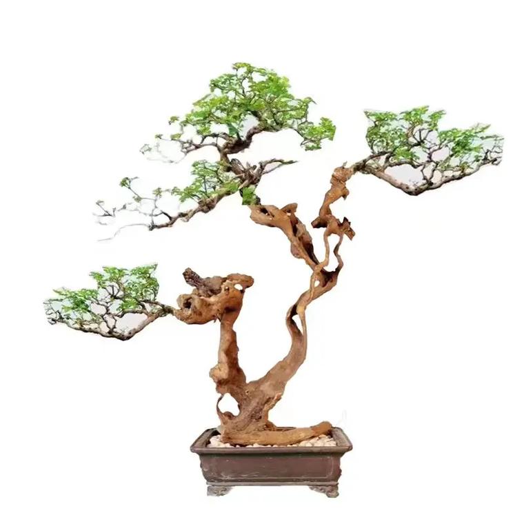 黄荆老桩盆景，图片仅供参考，一物一拍美观1