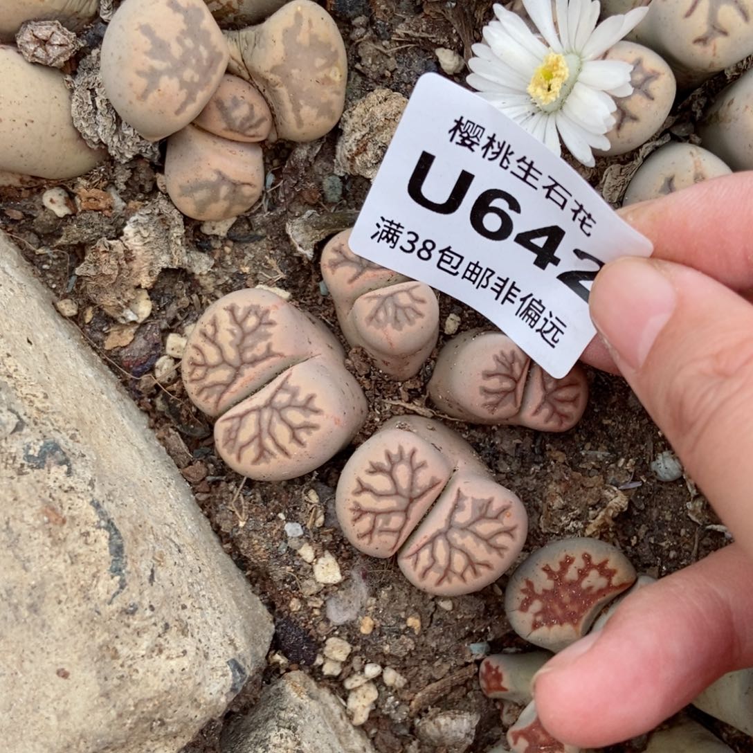 银**❻樱桃爱妃们的美肉