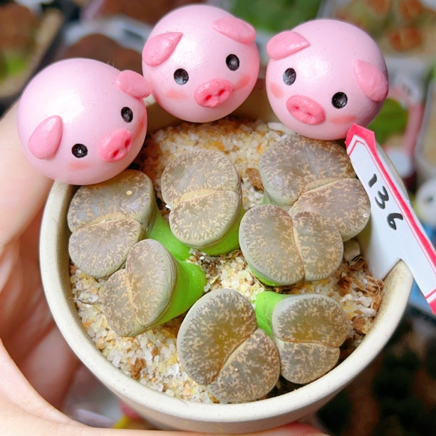 136，生石花紫薰群生母本