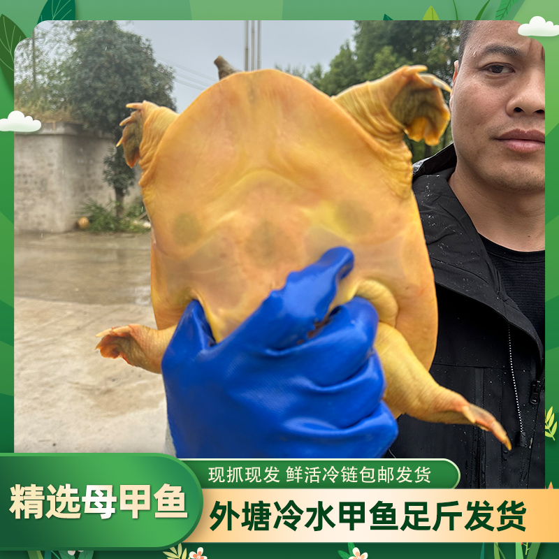 【单只7斤】老鱼水鱼团鱼