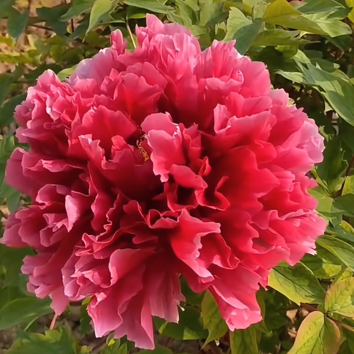 牡丹直播间一物一拍，菏泽基地直发