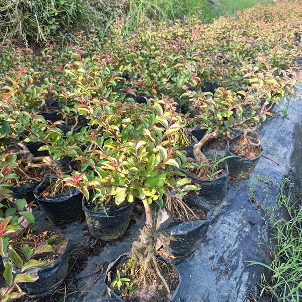 映山红紫薇赤楠继木盆景绿植盆栽室内外好养庭院办公阳台客厅素材