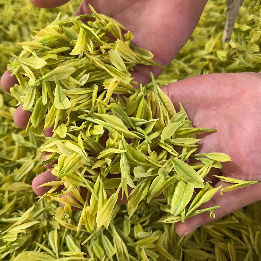 【霞姐】（N-30）2025年皇金芽乃白茶 //味浓耐泡/大熊猫乃白