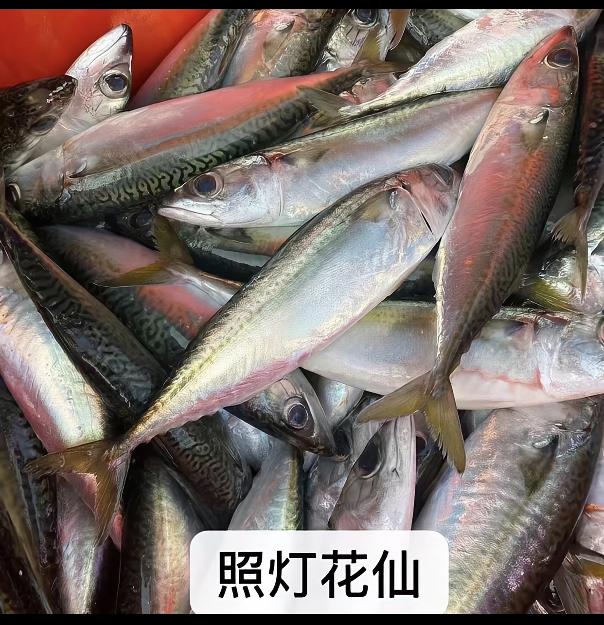 潮汕神泉港 照灯花仙鱼 杀好一包8两 发5包