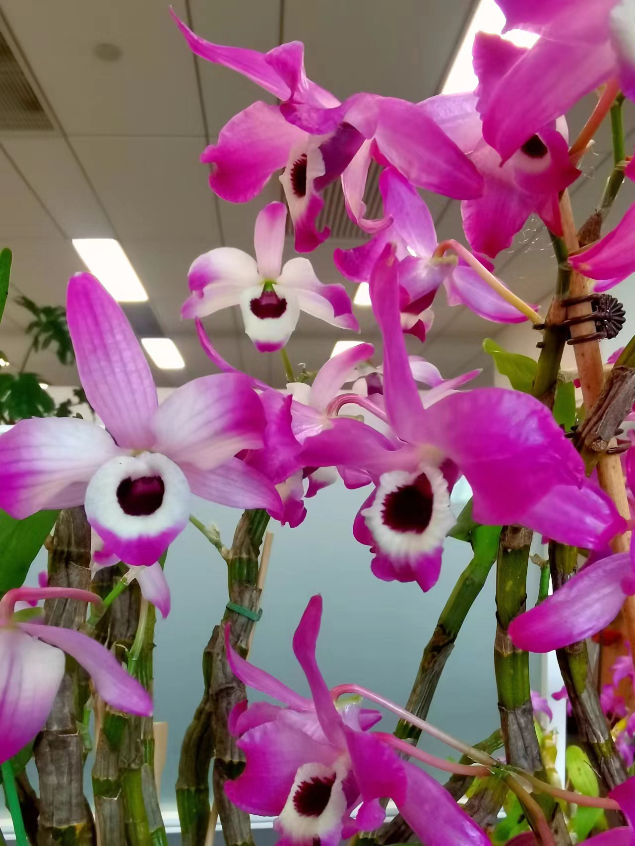 石斛花卉绿植 金钗石斛苗盆景观赏食用