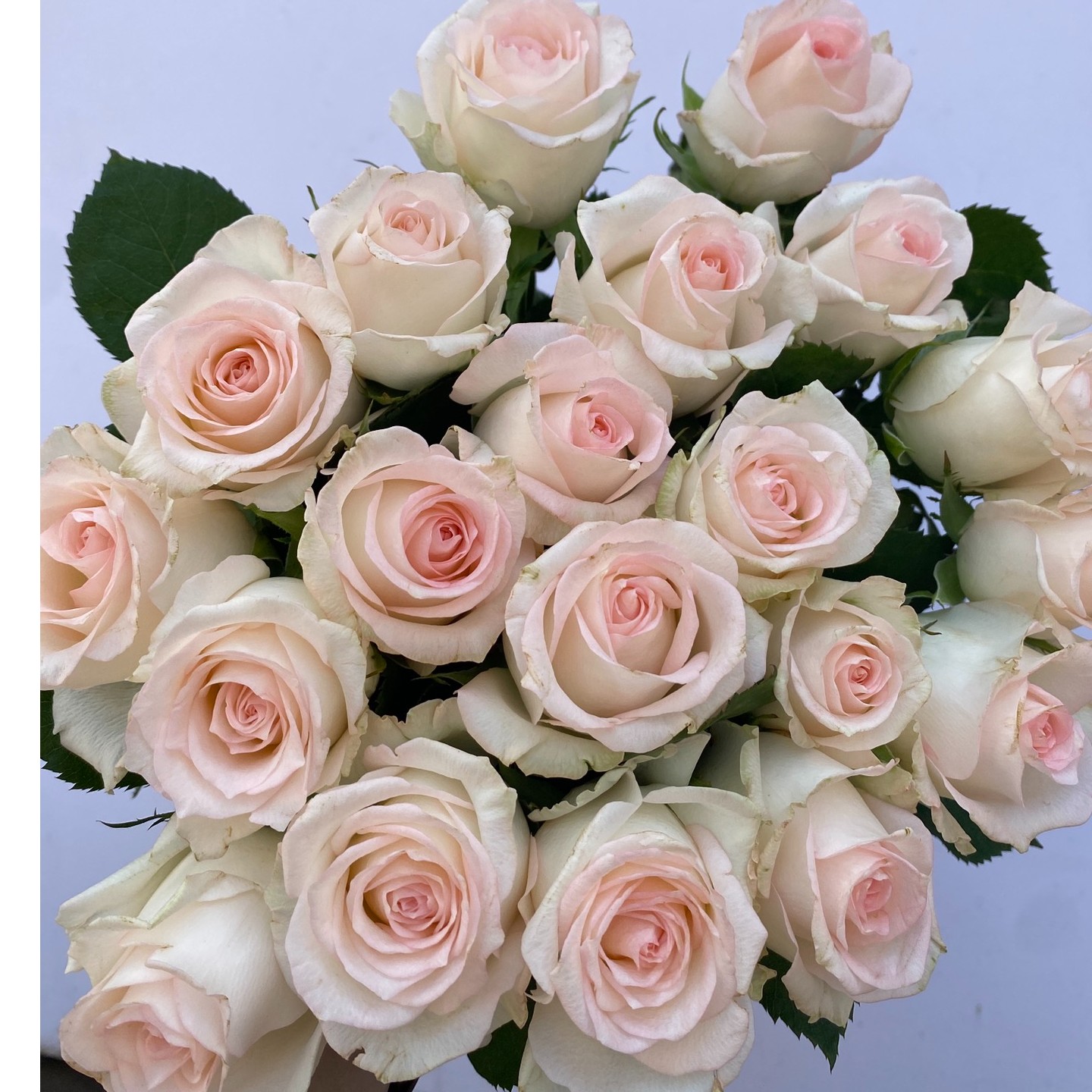 小白兔玫瑰 鲜切花家庭商务插花花艺沙龙