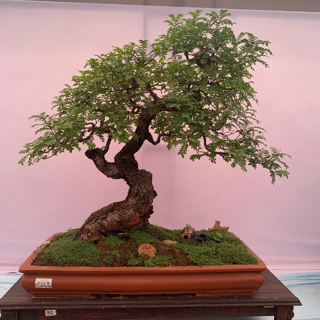 盆景素材下山荀子