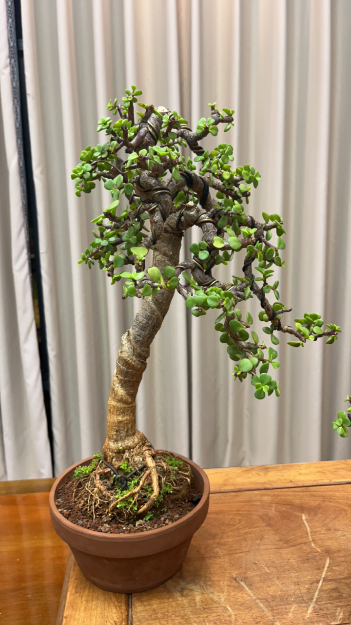 精品金枝玉叶老桩