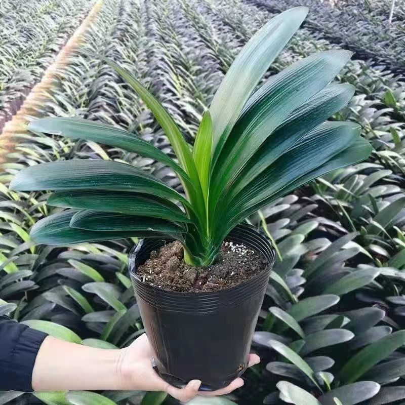 【精品】君子兰花君子兰盆栽君子兰苗四季常青植物室内办公室好养
