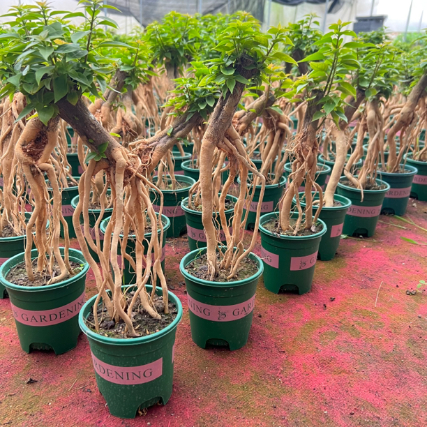 提根三角梅多年生根艺盆景四季开花品种三角梅好养花卉绿植