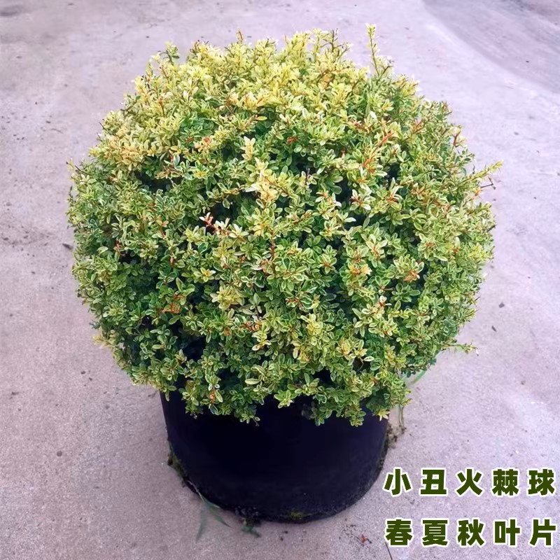 小丑火棘地景花境植物.庭院小区别墅等栽植