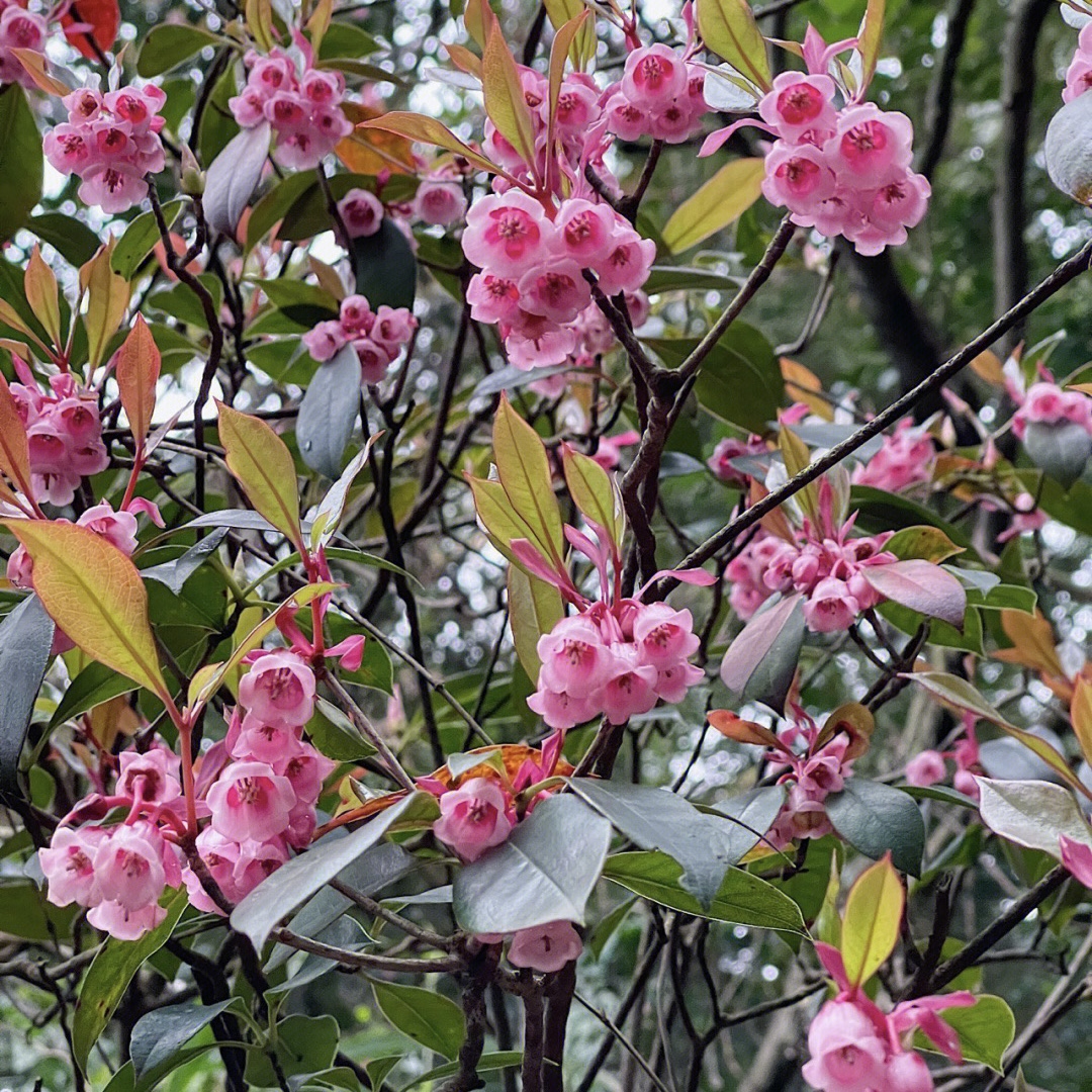 【远山】一物一拍链接 海岛盆景