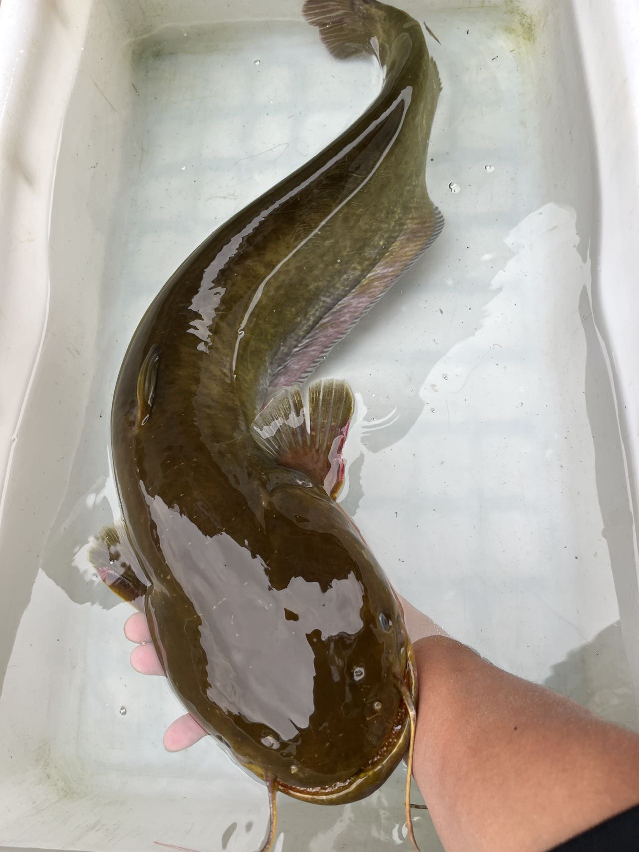 石岸永泰 黄沉鱼 大口鲶鱼 活杀顺丰包邮产地直发