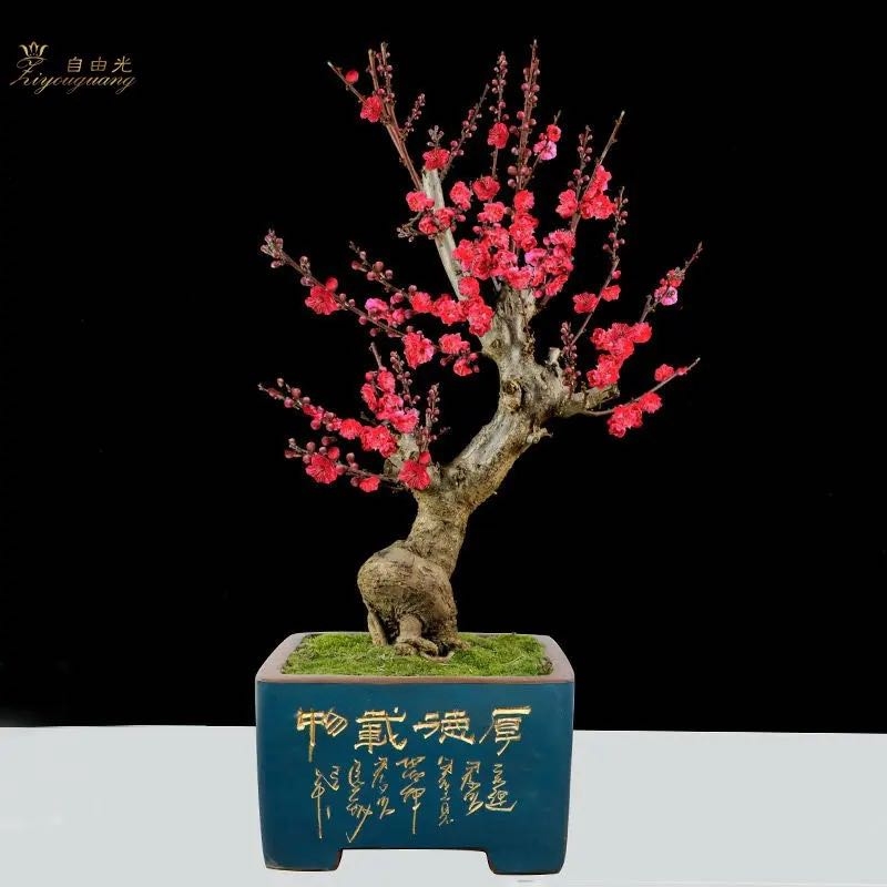 红梅盆景 绿梅盆景 年宵花卉一物一拍