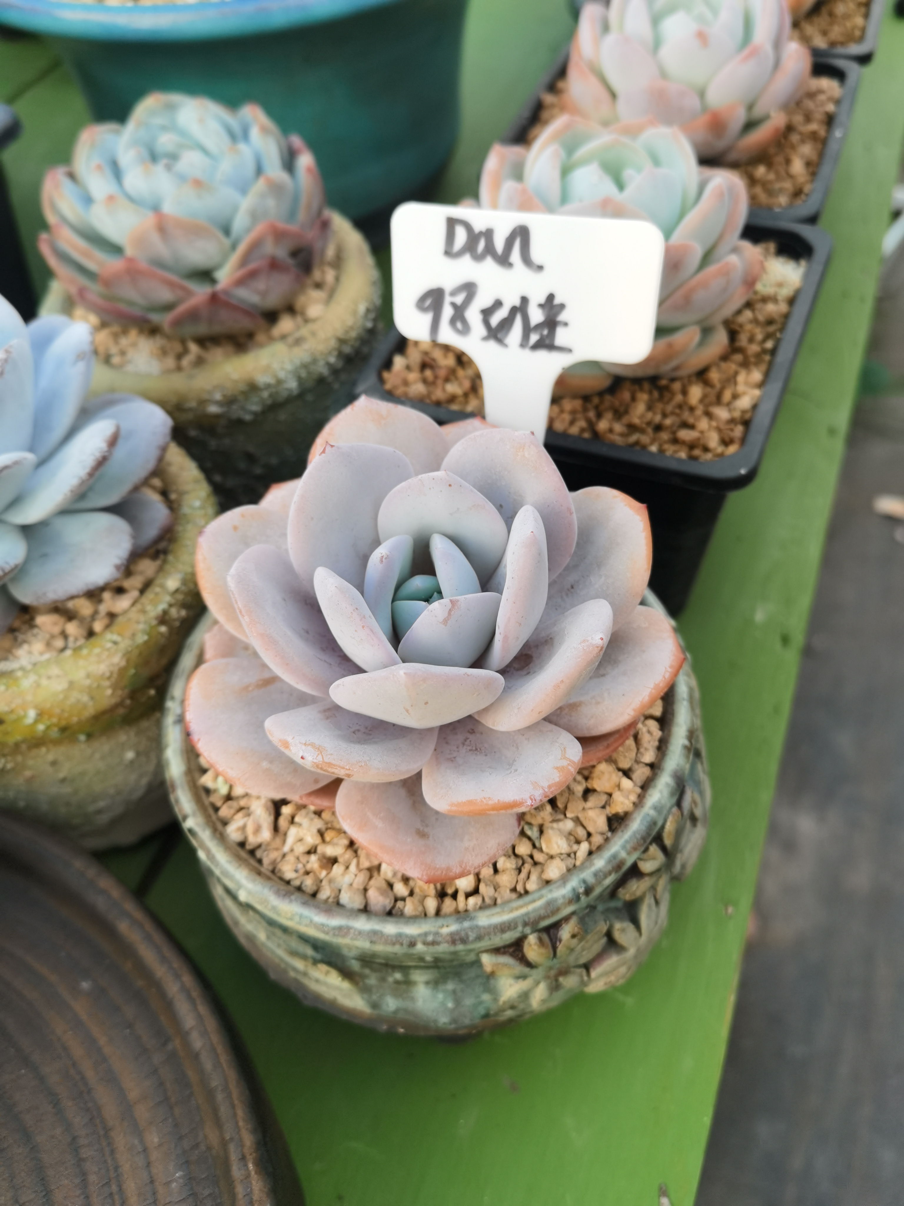 小白龙多肉 王花花 红象牙一物一拍