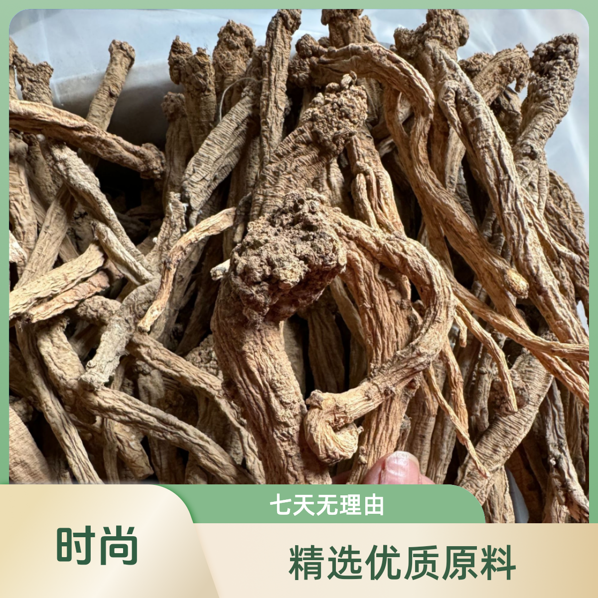 甘肃高原野生党参