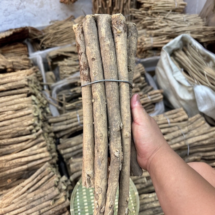 靠农庄多年生特大黄芪条