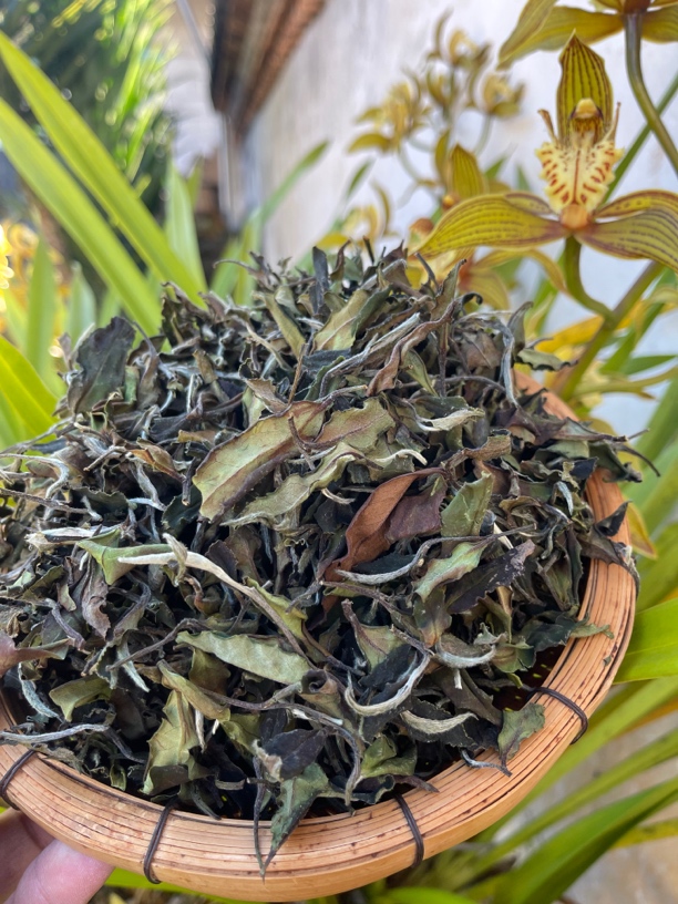 星火推荐～云南高黎贡山，2024年，冬白茶寒露花妖白茶