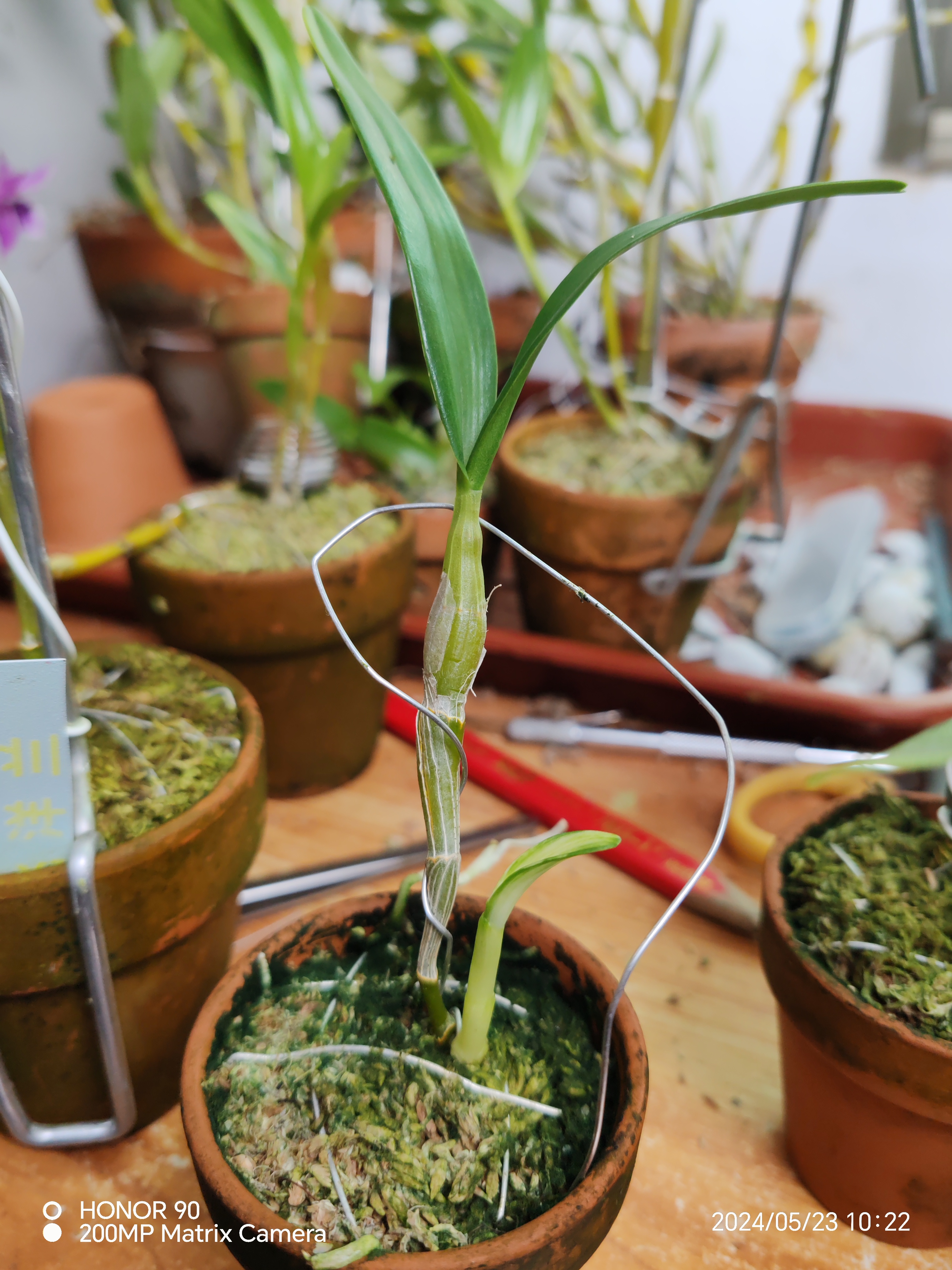 叶艺金钗，实物拍摄，先明艺