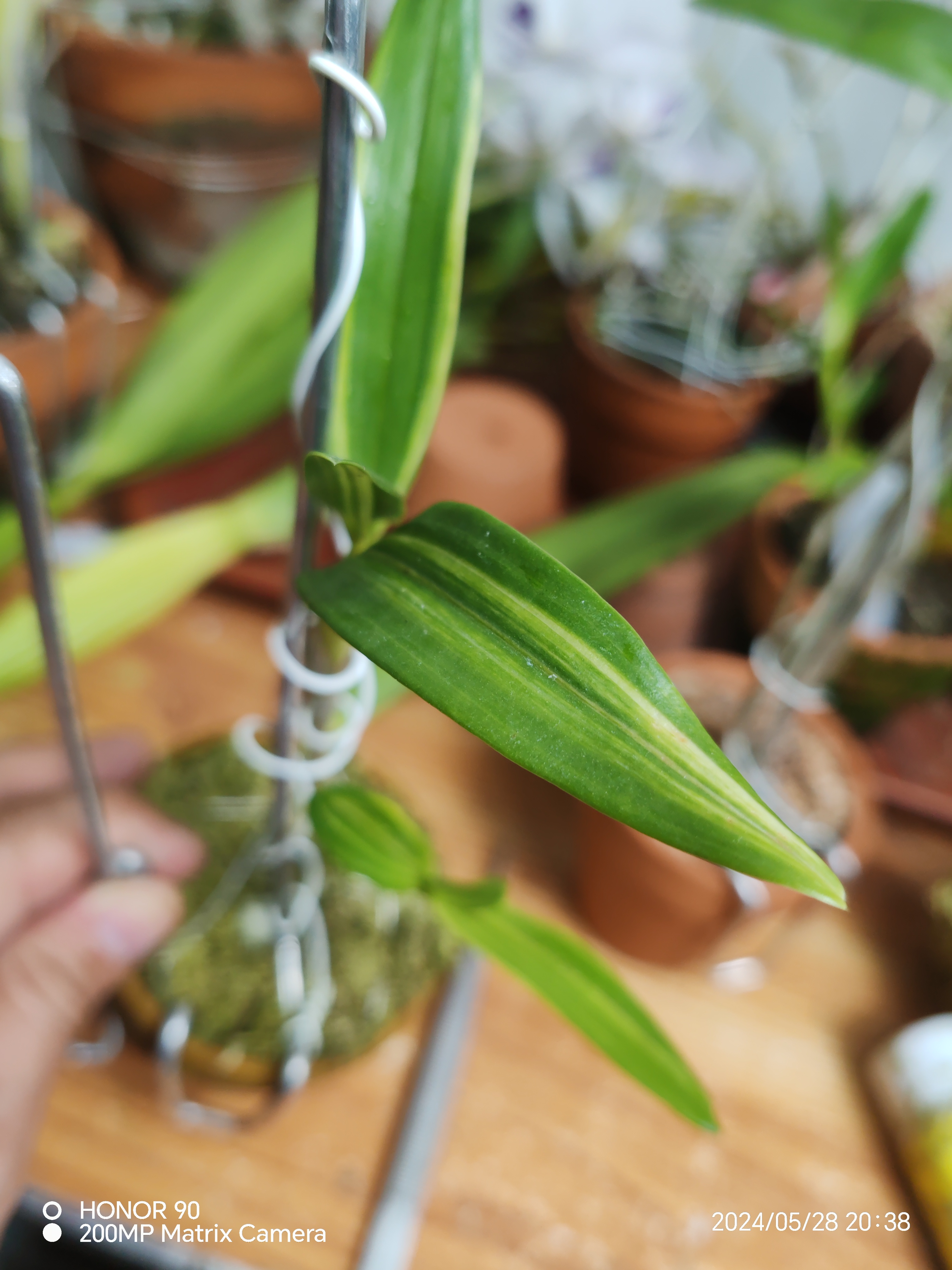 叶艺金钗，实物拍摄