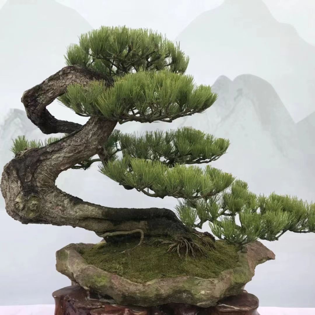 雨墨 罗汉松盆景，米叶 红芽 珍珠罗汉松一物一拍