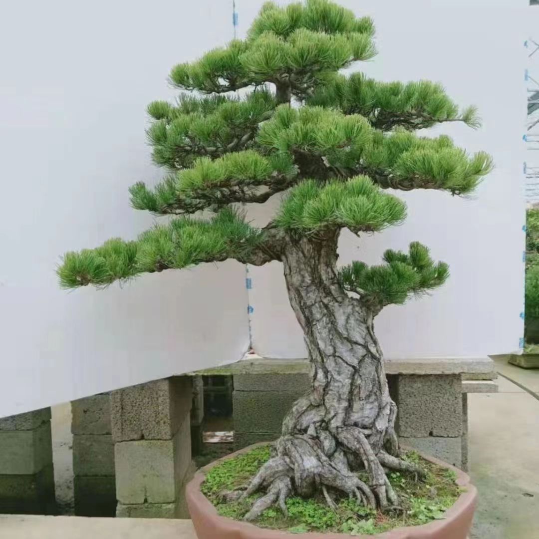 雨墨 罗汉松盆景，米叶 红芽 珍珠罗汉松一物一拍