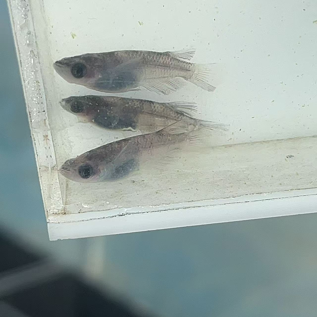 观背青鳉   和墨三条