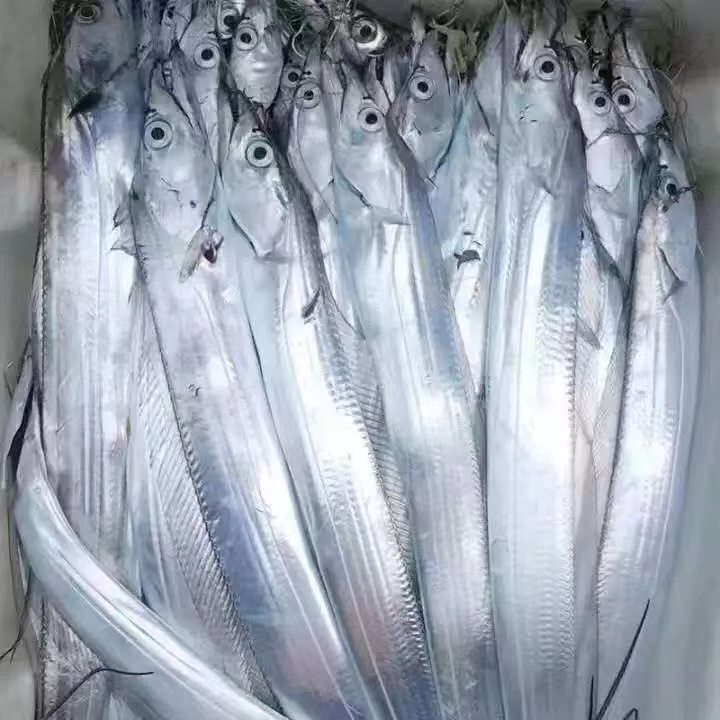 野生海捕黑眼油带鱼【单条重150g-210g】(12-14条)共5斤鲜鱼速冻发