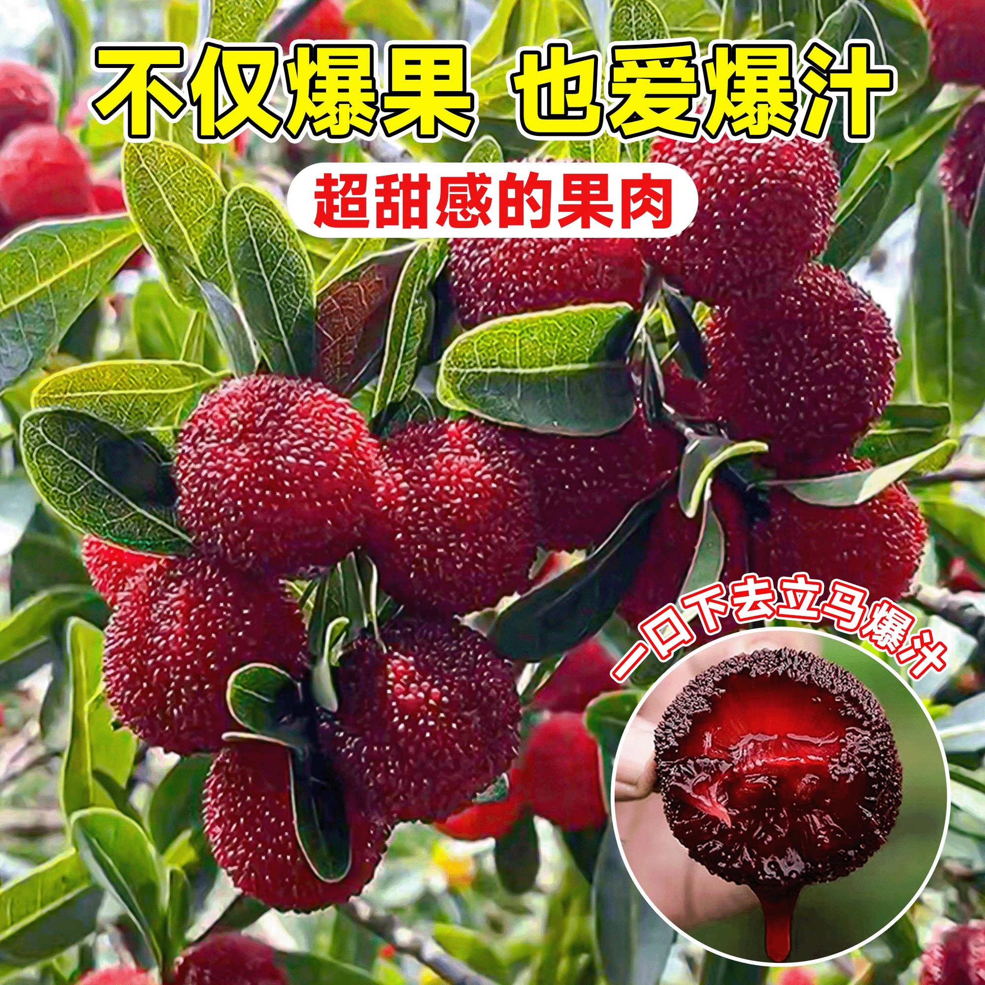 正宗嫁接东魁杨梅树树苗带土发货地栽盆栽水晶杨梅苗