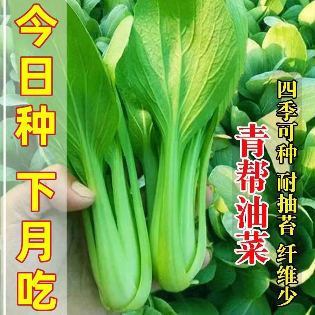 青帮油菜种籽青梗菜家庭阳台庭院四季青菜种籽大田耐热蔬菜种子籽