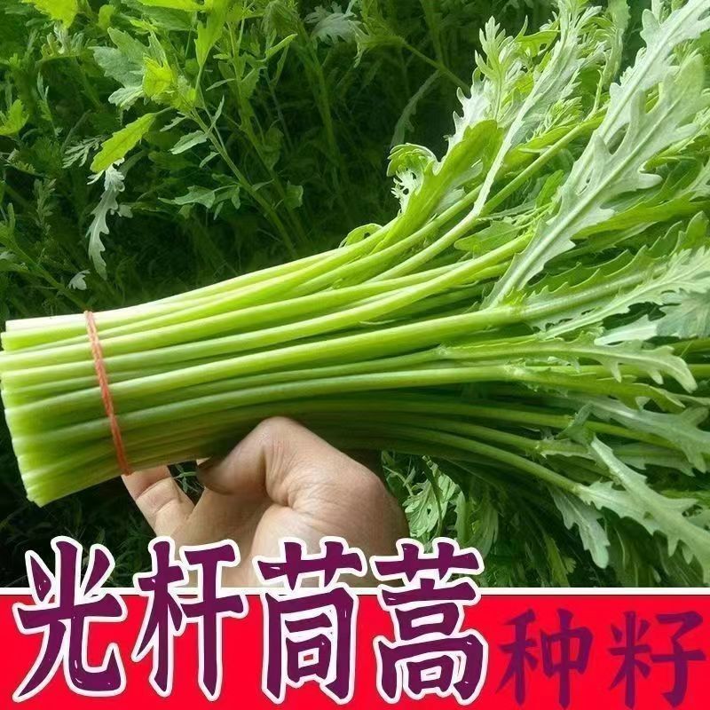 光杆茼蒿种籽农家茼蒿种子四季皇帝菜种无纤维蔬菜种子高产