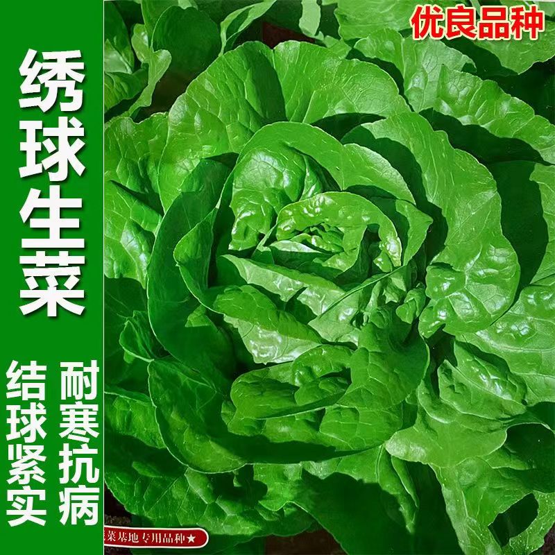 贵州绣球生菜包心生菜种子结球生菜生吃窝鸡菜耐寒秋播蔬菜种孑籽