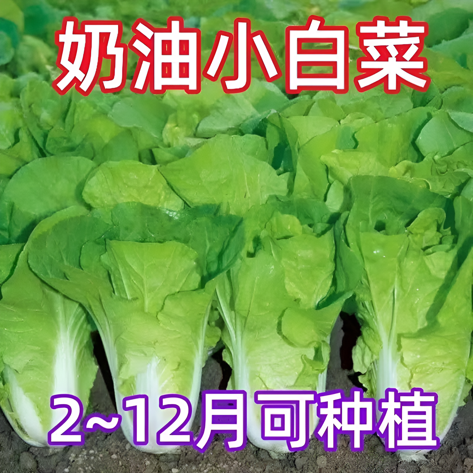 四季奶油小白菜种子20天高产速生小白菜快菜种子耐寒秋季蔬菜种子