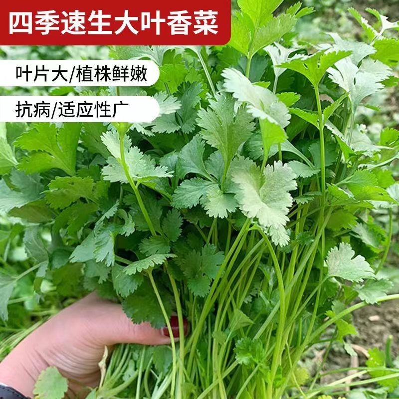 香菜种子香菜籽菜种子大叶易种阳台室内盆栽种籽蔬菜种子夏日尝鲜