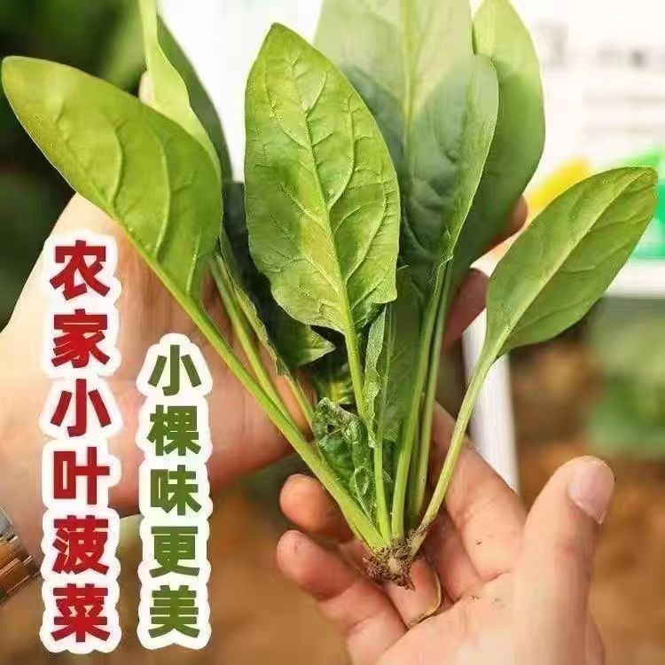 小叶菠菜种子四季大全秋季盆栽种植阳台彩色香味高产优选速生品质