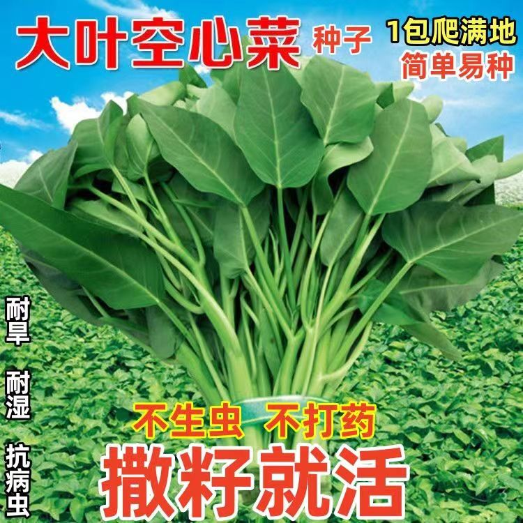 大叶空心菜种子高产抗病圆叶空心菜种籽通菜庭院阳台盆栽蔬菜种子