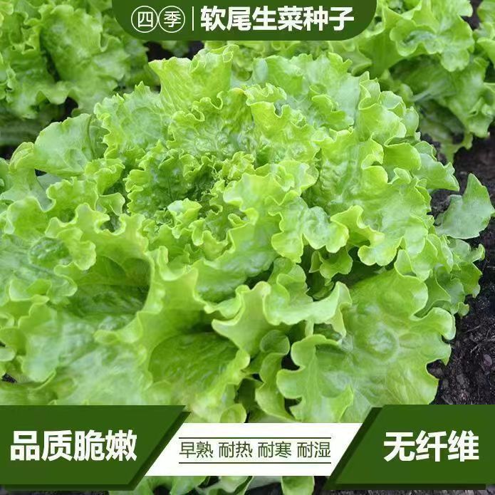 【软尾生菜种子】四季生菜水培蔬菜早熟耐热耐湿春天蔬菜种子大全