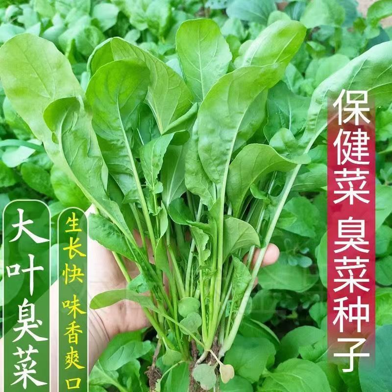 大叶臭菜种子东北芝麻菜籽臭菜籽春秋季阳台盆栽菜园野菜蔬菜种子