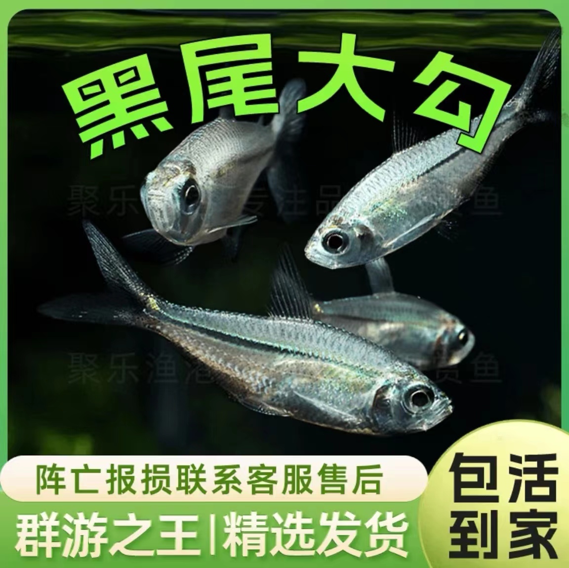 黑尾大勾群游鱼草缸小型活体热带观赏鱼淡水好活皮实耐活灯科鱼