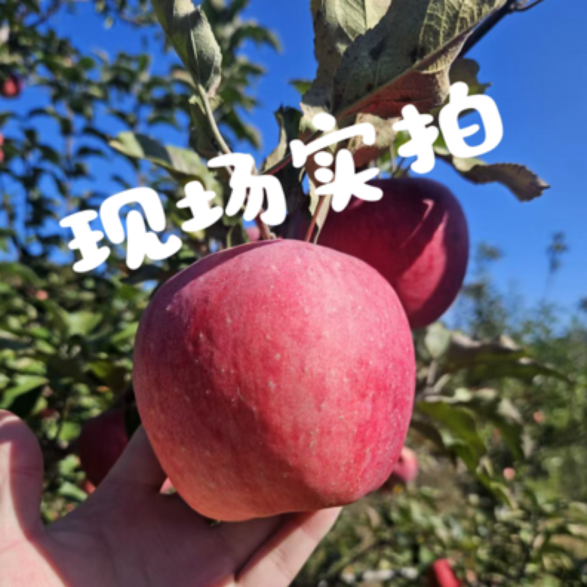 特价【小果小嘎巴豆】新城子老树红富士4.5斤（一斤4-5个左右）包邮到家苹果果小慎拍小苹果北京市