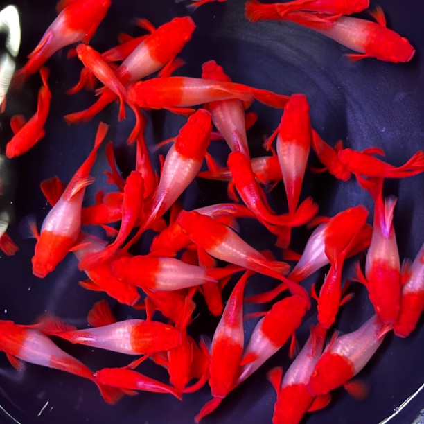 精品双分水鸿运当头孔雀鱼