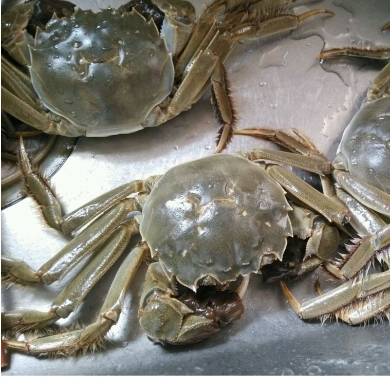 《万鑫海鲜》新鲜大闸蟹85一斤（个别苦，介意勿拍）
