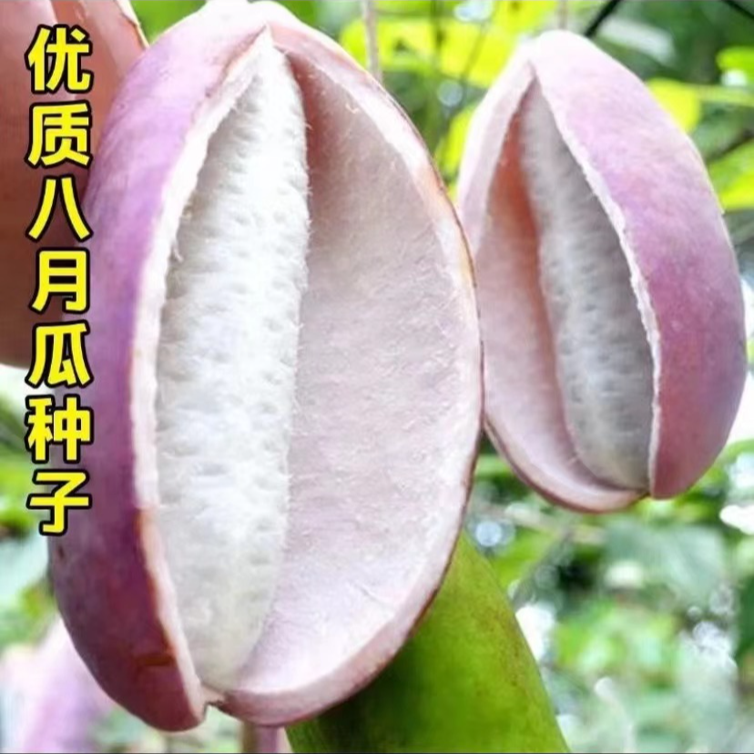 【满5包包邮】八月瓜种子阳台小院庭院种植家庭种植苗三叶木通种子